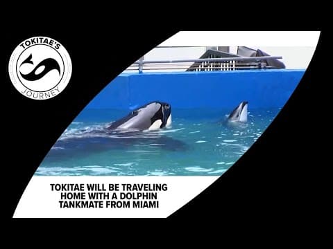 Here's who Tokitae shared a tank with during her time at the Miami Seaquarium