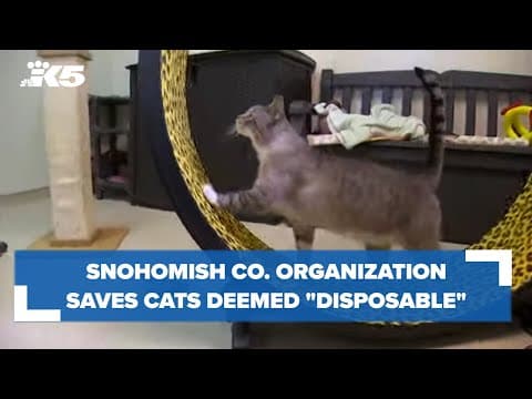 Snohomish County organization saves cats deemed 'disposable'