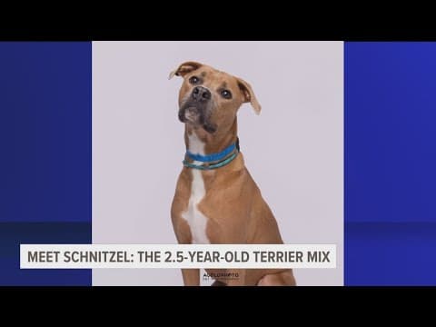 Adopt Schnitzel the terrier mix from the Humane Society of Tampa