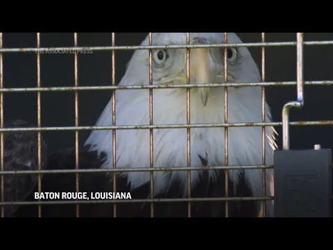 LSU football coach Brian Kelly releases bald eagle