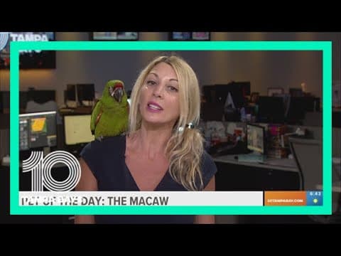 Pet of the Day: Marley the Macaw