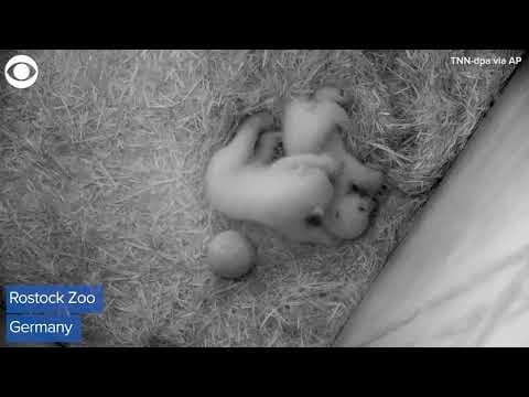 Twin polar bear cubs play in hay