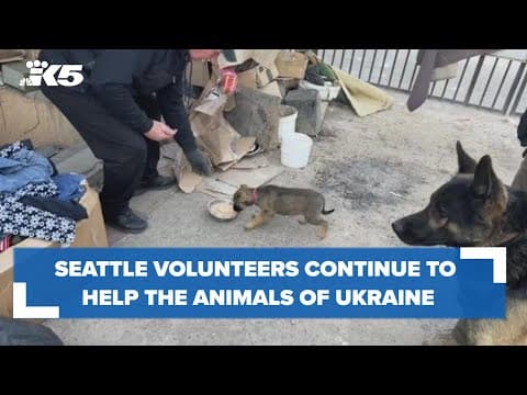 One year later, the local effort to help the lost animals of Ukraine grows