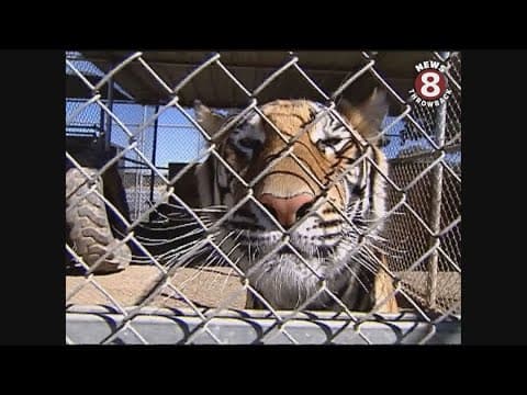 Lions Tigers & Bears the San Diego Animal Sanctuary 2005