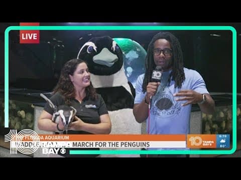 Florida Aquarium to hold penguin waddle and block party