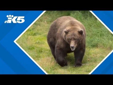 Fat Bear Week voting begins