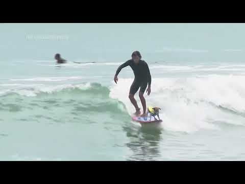 Surfs up for the Jack Russell terrier that loves to surf the waves of Peru
