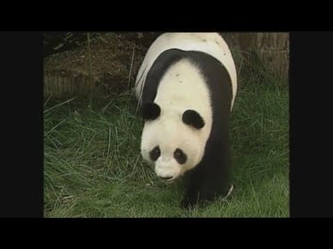 CBS 8 History | A look back at the Giant Pandas at the San Diego Zoo in 1987, 1997 and 1999