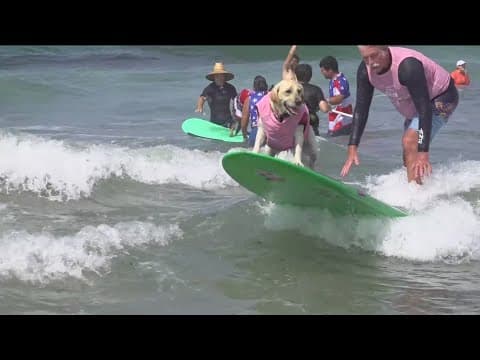 Dogs can get sunburned, some more at risk than others. What to know: