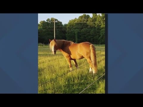 Pennsylvania winery saves East Palestine horses from unknown conditions