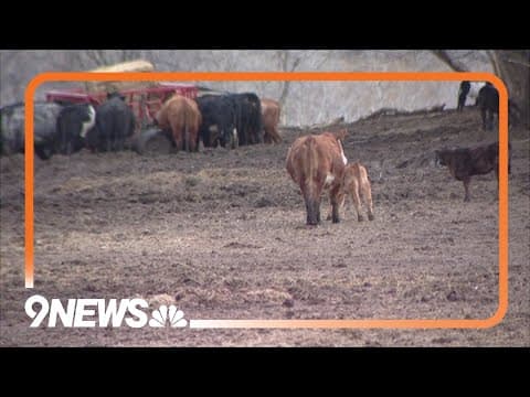 Loveland rancher loses 8 cows, neighbor arrested for killing them