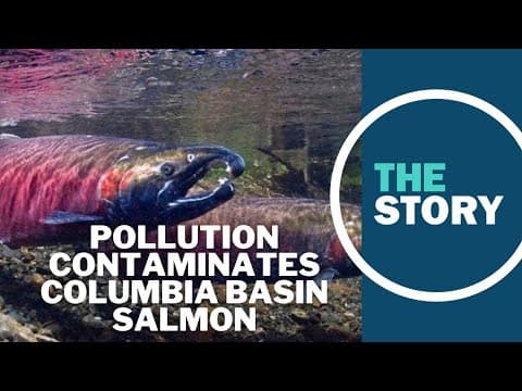Investigation finds metals and dangerous chemicals in Columbia Basin salmon