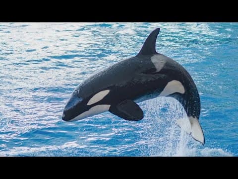 SeaWorld Orlando fined by OSHA after killer whale injured trainer