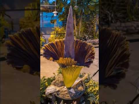 Corpse flower: Timelapse of smelly Colorado flower’s 24-hour bloom