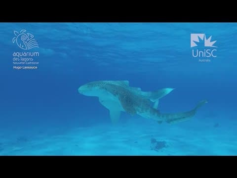 Video of zebra sharks mating gives insights into shark reproduction