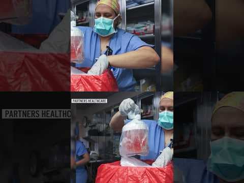 Pig kidney transplanted into living person for first time