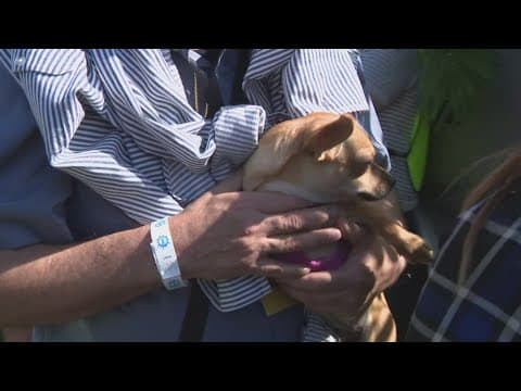 Museums, chihuahuas and strawberries this weekend in the DMV