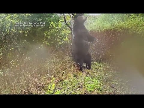 Bear uses tree to scratch its back