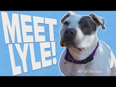 Pet Rescue of the Week: Lyle