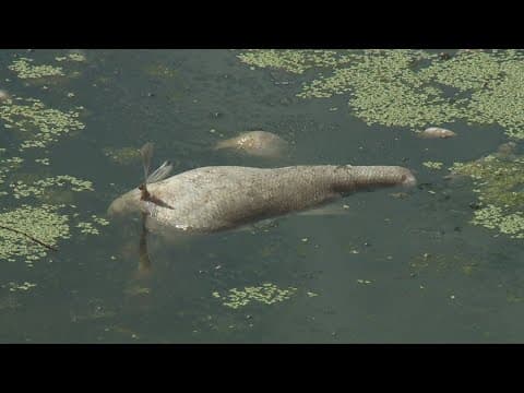 Hundreds of dead fish in City Park lagoons