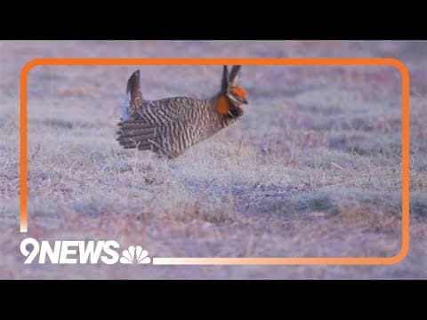 Greater prairie chicken comeback shines on Colorado's Eastern Plains