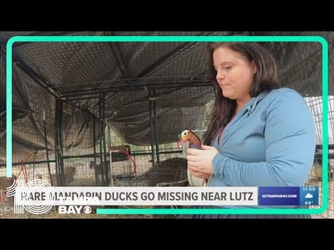 Rare, exotic mandarin ducks go missing near Lutz