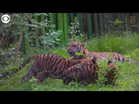 Tiger cub siblings make debut playing together at Texas zoo