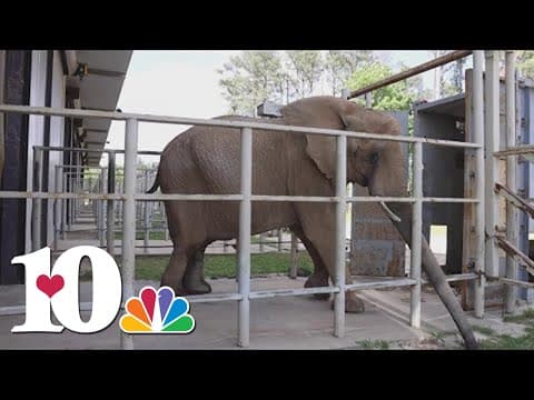 Zoo Knoxville moves Jana, 42-year-old elephant, to new home at The Elephant Sanctuary