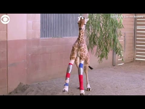 Baby giraffe gets new leg braces at San Diego Zoo