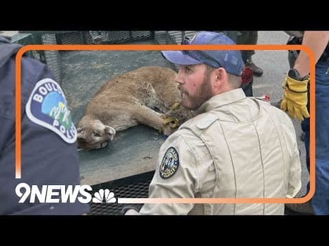Mountain lion that killed small dog captured and relocated