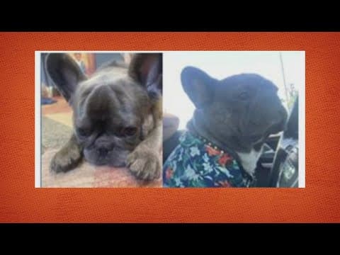 Woman held at gunpoint, French Bulldog stolen in Southeast, D.C.