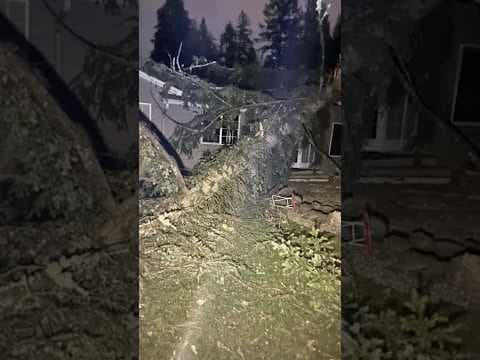 Tree Falls on Home During Bomb Cyclone