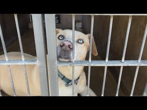 County animal shelters find creative ways to increase fostering amidst overcrowding