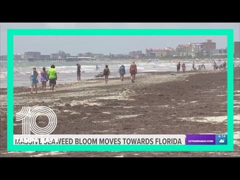 Massive seaweed bloom headed toward Florida coast