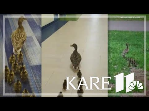 Ducklings visit MN school