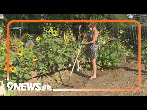 Proctor's Garden: How to divide and transplant iris