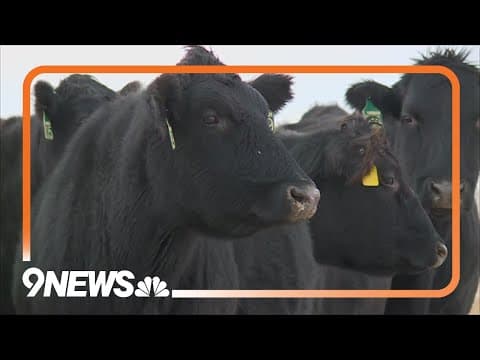 Eastern Plains ranchers prepare cattle for cold