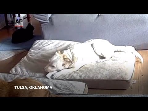 Video shows dog chewing on a lithium-ion battery and sparking house fire in Oklahoma
