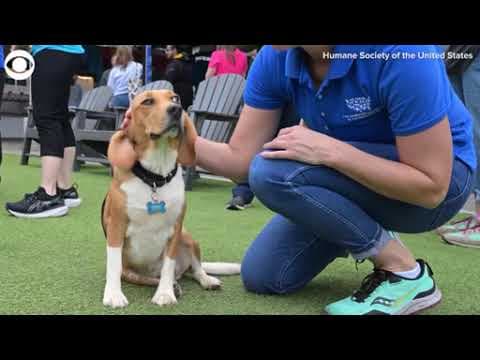 Beagleversary Bash event marks one year since historic rescue of 4,000 beagles from facility