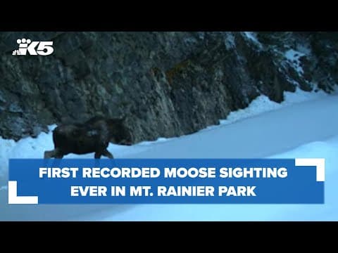 First recorded moose sighting ever in Mount Rainier National Park
