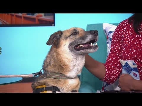 Dating with Dogs: Ruff Start Rescue launches new event