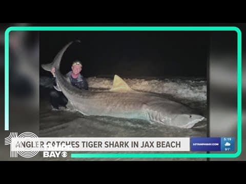 Massive, 12-foot tiger shark caught by fishermen off the coast of Jacksonville Beach