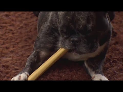 The top 5 dog breeds in Houston for 2024 — Did your favorite make the list?