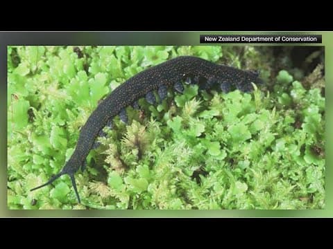 Check out New Zealand's bug of the year!