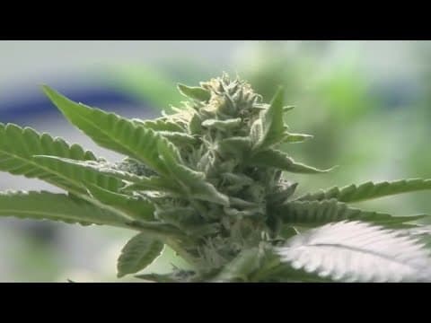 Police learn how to enforce new recreational marijuana laws