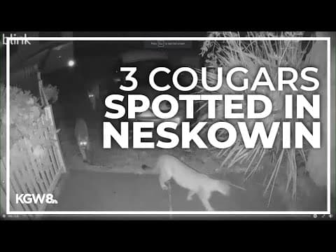 Three cougars spotted on doorbell camera in Tillamook County