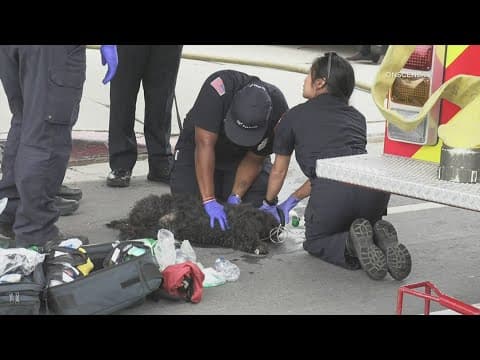 Firefighters rescue dog from house fire in Skyline; 9 people displaced