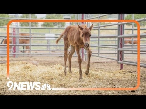 Montrose County man faces 84 animal cruelty charges over horse neglect