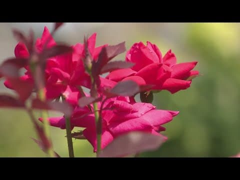 Tips for growing roses in the DC area