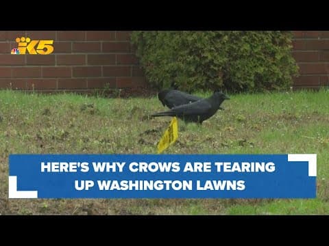Here's the reason crows are tearing up Washington lawns